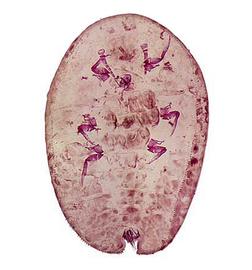   Drepanococcus chiton  